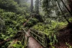 Jeypore Rainforest, Dibrugarh — Assam wallpaper
