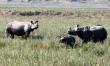 One horned rhinos in pobitora wildlife sanctuary assam One horned rhinos in pobitora wildlife sanctuary assam