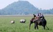 Elephant safari in pobitora wildlife sanctuary assam Elephant safari in pobitora wildlife sanctuary assam