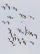 Migratory birds in pobitora wildlife sanctuary Migratory birds in pobitora wildlife sanctuary