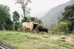 Laisong, Dima Hasao