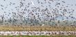 Migratory birds in pobitora wildlife sanctuary Migratory birds in pobitora wildlife sanctuary