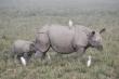 One horned rhinos in pobitora wildlife sanctuary assam One horned rhinos in pobitora wildlife sanctuary assam