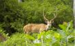 Deer in Kaziranga National Park Deer in Kaziranga National Park