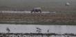One horned rhinos in pobitora wildlife sanctuary assam One horned rhinos in pobitora wildlife sanctuary assam