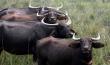 Wild buffaloes in pobitora wildlife sanctuary assam Wild buffaloes in pobitora wildlife sanctuary assam