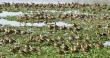 Migratory birds in pobitora wildlife sanctuary Migratory birds in pobitora wildlife sanctuary