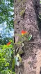 Bamin Hading Orchid Park, Haflong