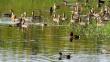 Migratory birds in pobitora wildlife sanctuary Migratory birds in pobitora wildlife sanctuary