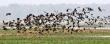 Migratory birds in pobitora wildlife sanctuary Migratory birds in pobitora wildlife sanctuary