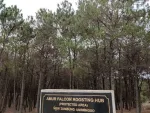 Amur Falcon Roosting Site In Assam: Location, Migration Route And Significance — Assam wallpaper