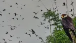 Amur Falcon Roosting Site In Assam: Location, Migration Route And Significance — Assam wallpaper