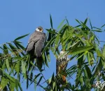 Amur Falcon Roosting Site In Assam: Location, Migration Route And Significance — Assam wallpaper