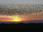 Jatinga Bird Mystery