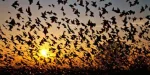 Jatinga Bird Mystery