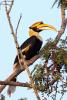 A Great Indian Hornbill at Kaziranga National Park A Great Indian Hornbill at Kaziranga National Park