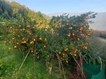 Jimiri Gaon, Assam