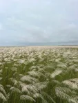 Baghmora Picnic Spot - Brahmaputra Riverside Picnic And Eco-camp In Assam — Assam wallpaper