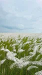 Baghmora Picnic Spot - Brahmaputra Riverside Picnic And Eco-camp In Assam — Assam wallpaper
