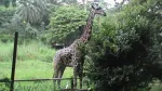 Guwahati Zoo