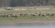 A group migratory birds having a pleasant time at Pobitora National Park in Assam A group migratory birds having a pleasant time at Pobitora National Park in Assam