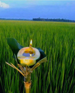 Kati Bihu (kongali Bihu) - The Festival Of Light, Hope, And Simplicity In Assam Kati Bihu (kongali Bihu) - The Festival Of Light, Hope, And Simplicity In Assam