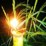 Kati Bihu (kongali Bihu) - The Festival Of Light, Hope, And Simplicity In Assam Kati Bihu (kongali Bihu) - The Festival Of Light, Hope, And Simplicity In Assam