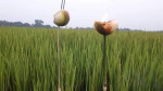 Kati Bihu (kongali Bihu) - The Festival Of Light, Hope, And Simplicity In Assam Kati Bihu (kongali Bihu) - The Festival Of Light, Hope, And Simplicity In Assam