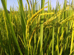 Kati Bihu (kongali Bihu) - The Festival Of Light, Hope, And Simplicity In Assam Kati Bihu (kongali Bihu) - The Festival Of Light, Hope, And Simplicity In Assam