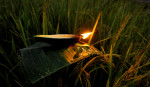 Kati Bihu (kongali Bihu) - The Festival Of Light, Hope, And Simplicity In Assam Kati Bihu (kongali Bihu) - The Festival Of Light, Hope, And Simplicity In Assam