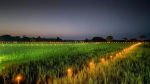 Kati Bihu (kongali Bihu) - The Festival Of Light, Hope, And Simplicity In Assam Kati Bihu (kongali Bihu) - The Festival Of Light, Hope, And Simplicity In Assam