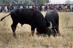 Magh Bihu Or Bhogali Bihu