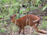 Kakoijana Reserved Forest, Bongaigaon