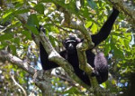 Barekuri Village, Tinsukia, Assam - Unique Monkey Village Of Harmony And Nature