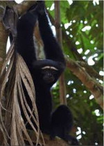 Barekuri Village, Tinsukia, Assam - Unique Monkey Village Of Harmony And Nature