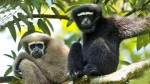 Barekuri Village, Tinsukia, Assam - Unique Monkey Village Of Harmony And Nature