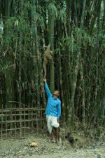 Barekuri Village, Tinsukia, Assam - Unique Monkey Village Of Harmony And Nature