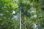 Barekuri Village, Tinsukia, Assam - Unique Monkey Village Of Harmony And Nature
