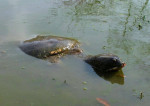 Nagshankar Temple, Tezpur