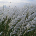 Kohua bon at Dima Hasao