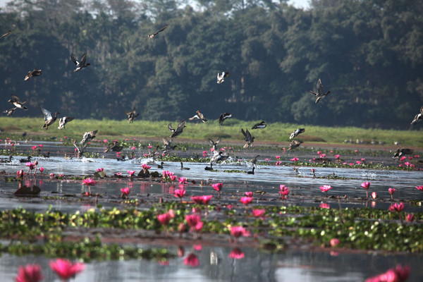 Maguri Beel - A Wetland Wonderland In Tinsukia tourist place in Assam