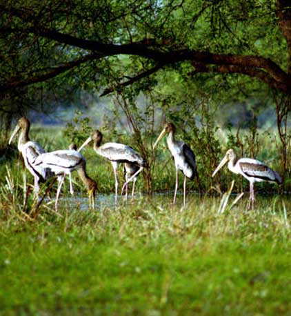 Panidihing Bird Sanctuary – A Wetland Wonderland And Birdwatcher’s Paradise In Sivasagar, Assam tourist place in Assam