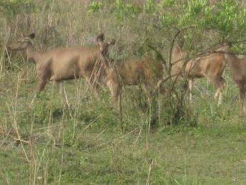 Sonai Rupai Wildlife Sanctuary - Wilderness At The Himalayan Foothills tourist place in Assam