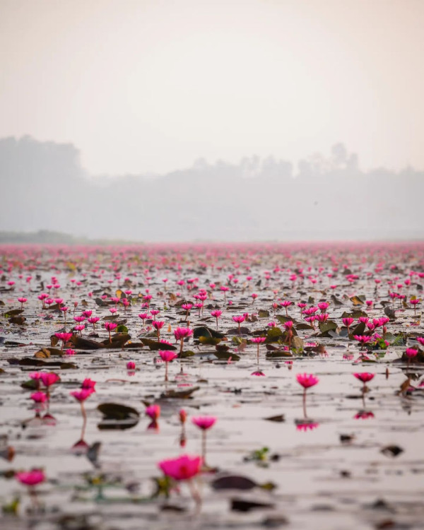 Urpad Beel Goalpara – Assam's Largest Natural Wetland & Birdwatching Paradise tourist place in Assam