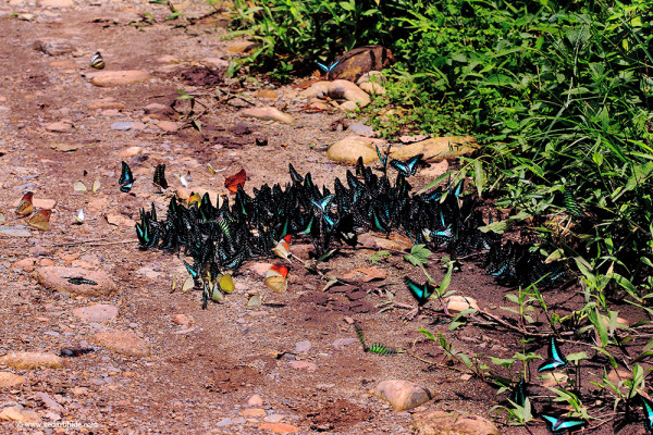 Ultapani Reserve Forest Assam - Butterfly Haven tourist place in Assam