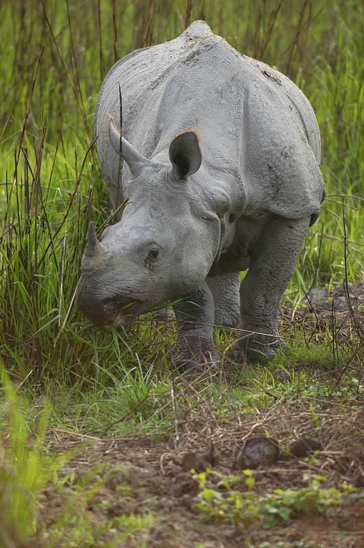 Kaziranga National Park – Assam's Wildlife Crown Jewel And Home Of The One-horned Rhinoceros tourist place in Assam