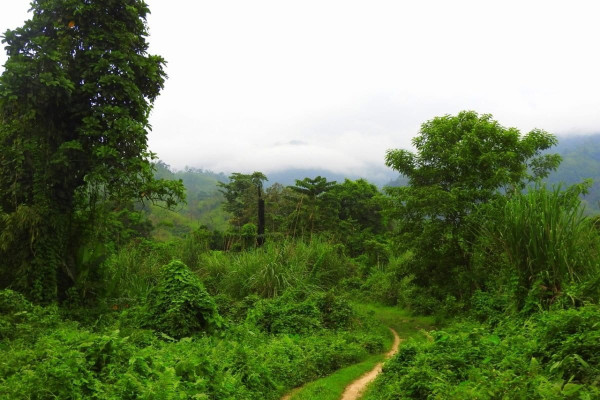 Maliyata Reserve Forest Assam – Trekking, Bird Watching, Trails, How To Reach & Best Time To Visit. tourist place in Assam