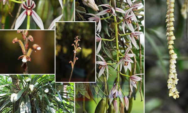 Kaziranga Orchid And Biodiversity Park Assam - Largest Orchid Park In India tourist place in Assam