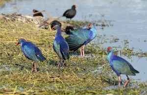 Bordoibam Bilmukh Bird Wildlife Sanctuary Assam: Complete Travel Guide And Birdwatching Spot tourist place in Assam