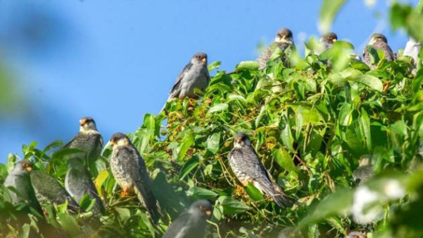 Amur Falcon Roosting Site In Assam: Location, Migration Route And Significance tourist place in Assam